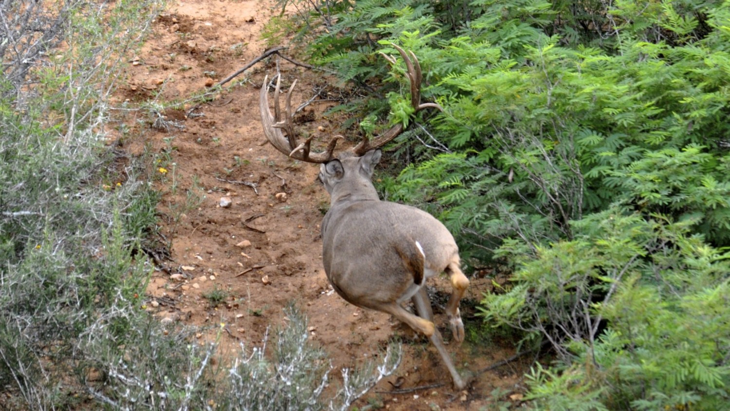 trinity-ranch-hunting-run