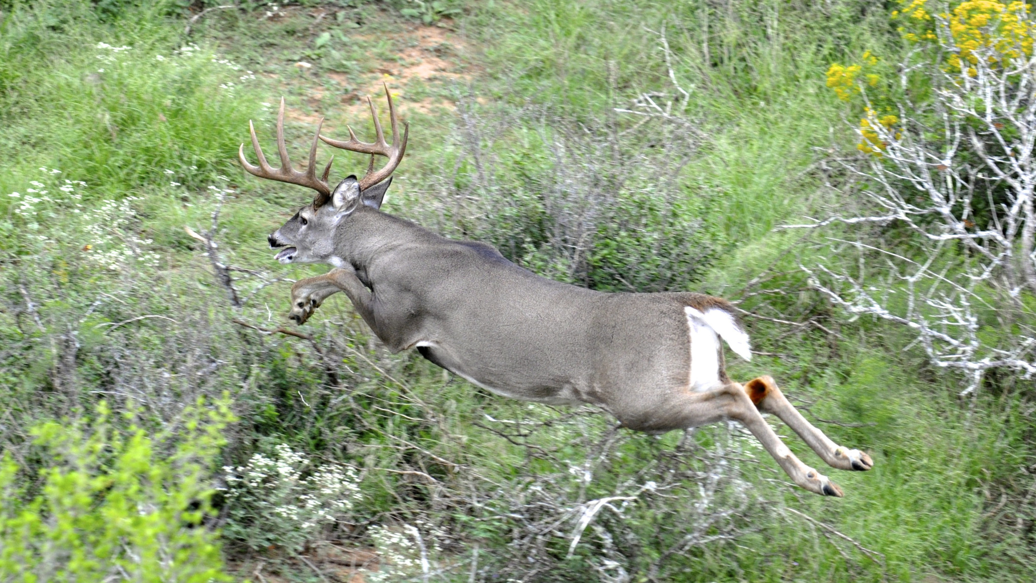 trinity-white-tails