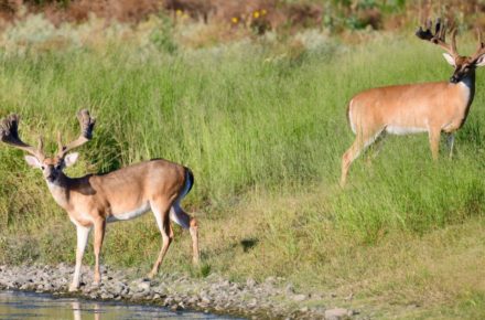 Behind the Scenes at Trinity Ranch