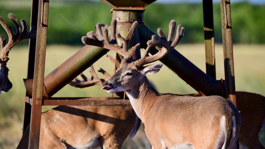 Behind the Scenes at the Trinity Ranch Trinity Whitetails